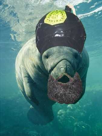 manatee Mohamed In keeping with our Aquatic Moe series