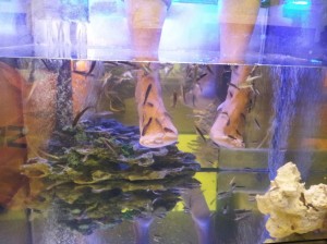 Fish feet spa
